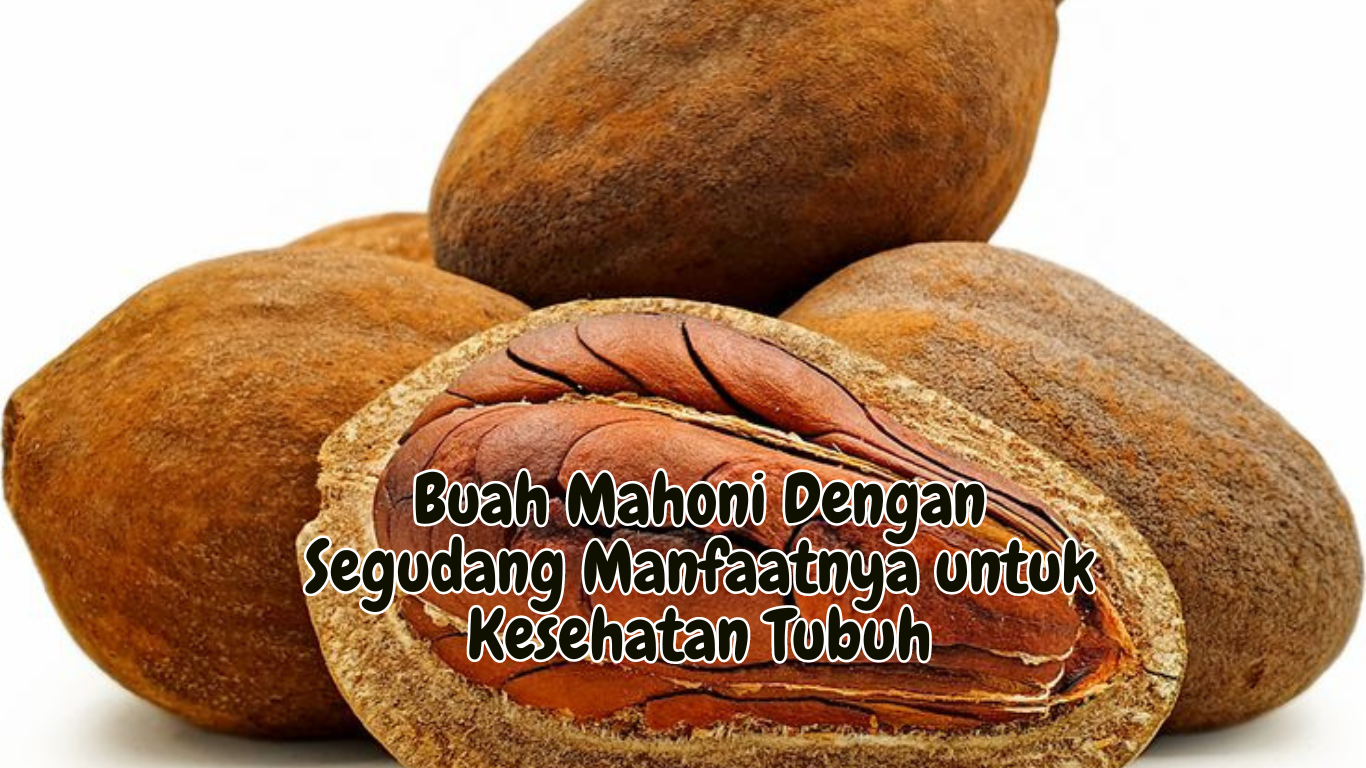 Buah Mahoni Dengan Segudang Manfaatnya untuk Kesehatan Tubuh