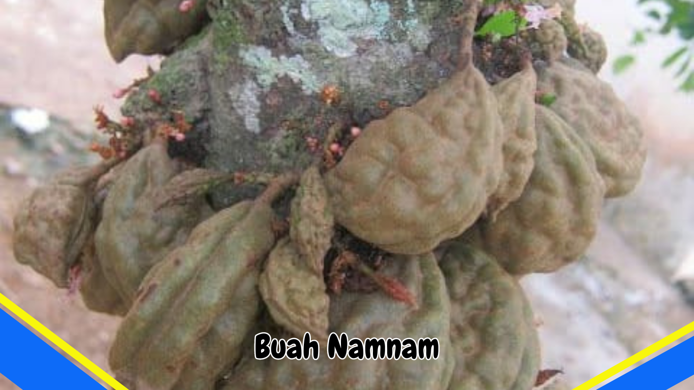 Buah Namnam