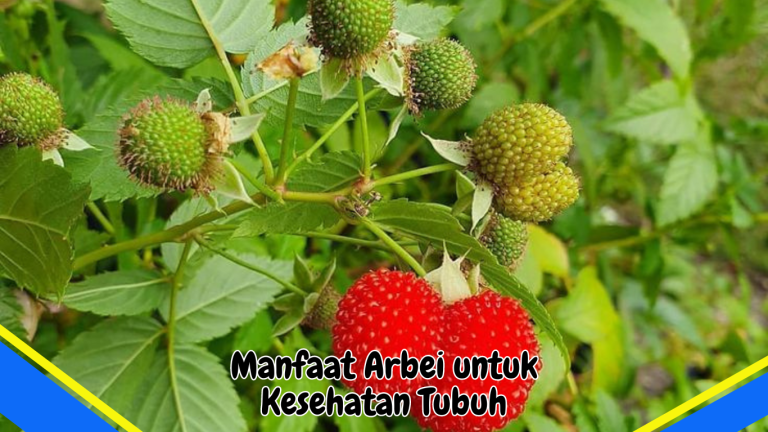 Manfaat Arbei untuk Kesehatan