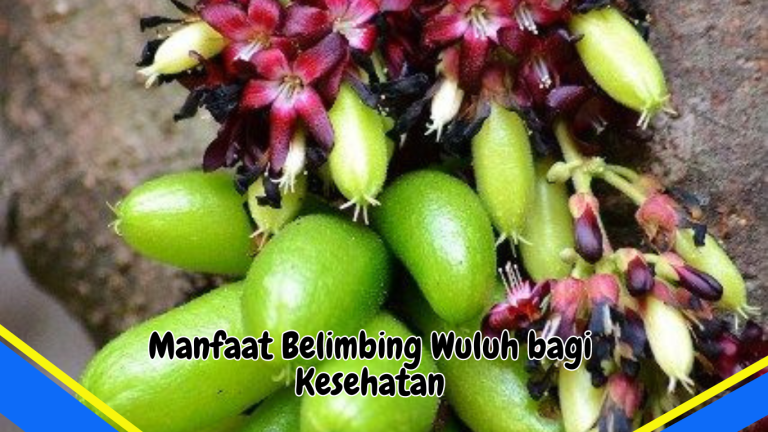 Manfaat Belimbing Wuluh Bagi Kesehatan