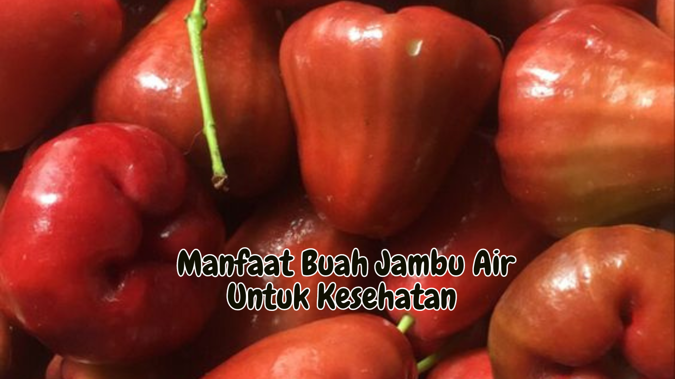 Manfaat Buah Jambu Air Untuk Kesehatan