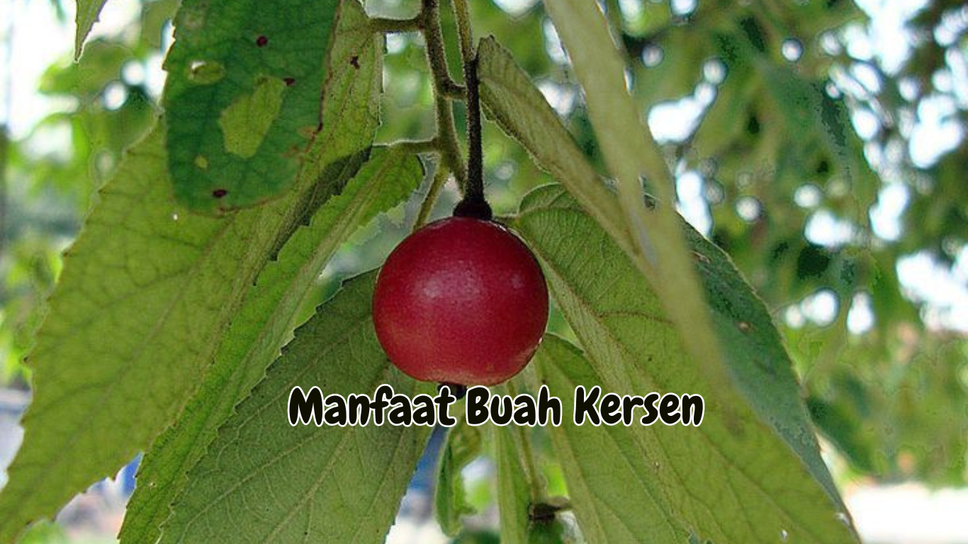 Manfaat Buah Kersen