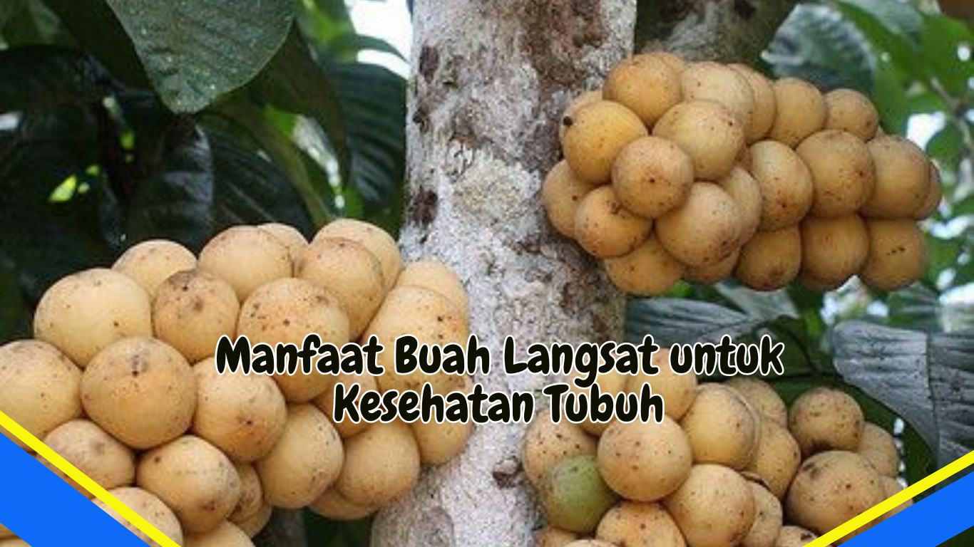 Manfaat Buah Langsat untuk Kesehatan Tubuh