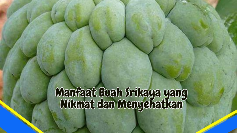 Manfaat Buah Srikaya yang Nikmat dan Menyehatkan