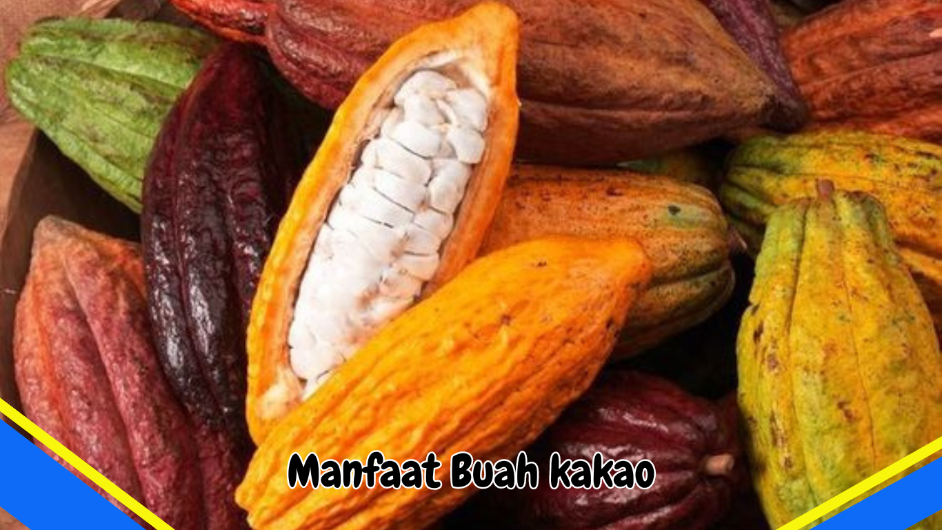 Manfaat Buah kakao