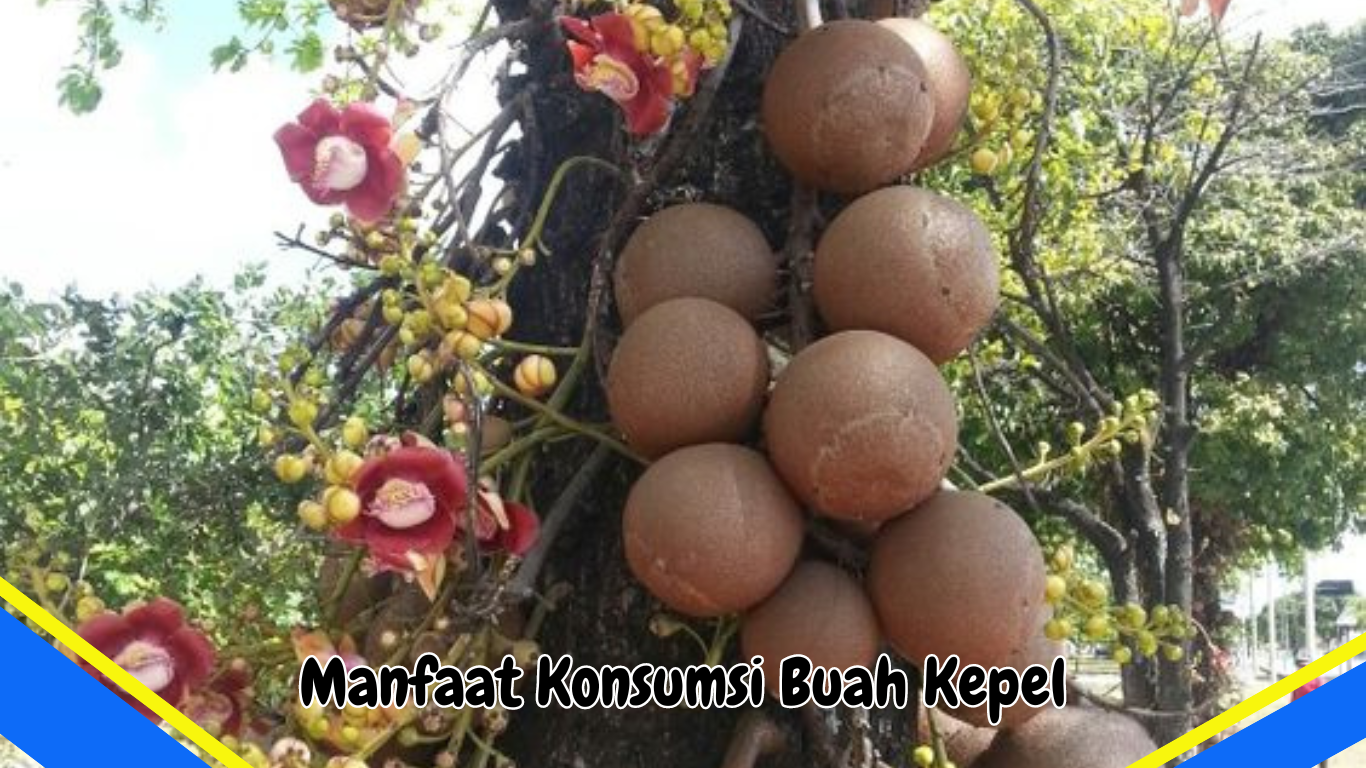 Manfaat Konsumsi Buah Kepel