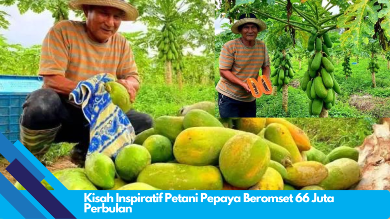 Kisah Inspiratif Petani Pepaya